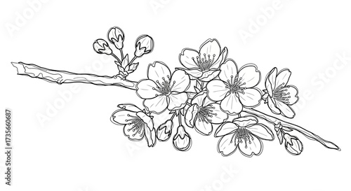 A detailed sketch of a cherry blossom branch, featuring open flowers and unopened buds.