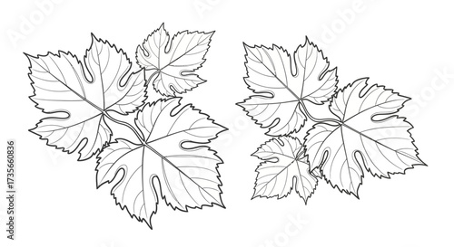 Detailed black and white line drawing of grape leaves arranged on white background.