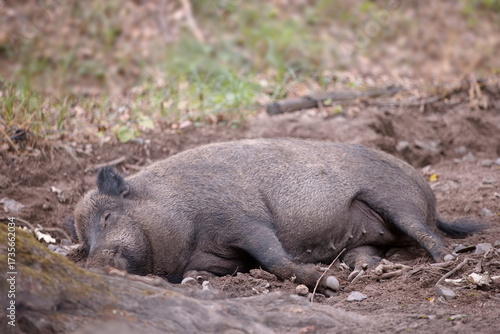Liegende Bache - Wildschwein