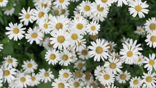 Beautiful white daisies in blooming meadow at light wind.
