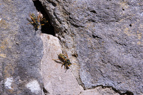 Feldwespen Nest in einer Mauer