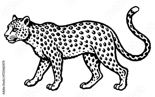 Hand-Drawn Realistic Leopard Illustration – Vintage Safari Wildlife Art.