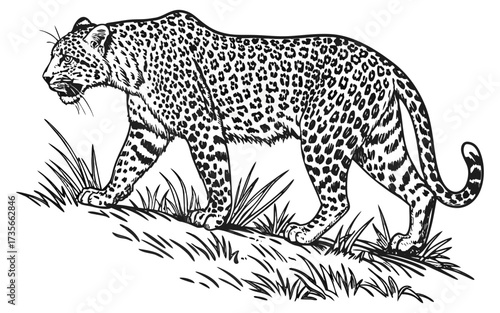 Hand-Drawn Realistic Leopard Illustration – Vintage Safari Wildlife Art.