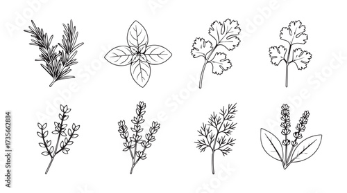 Collection of hand-drawn botanical illustrations of herbs and wildflowers vector