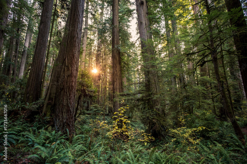 Obraz premium Stunning Sunset Glow on the Redwoods, Jedediah Smith Redwoods, Redwood National and State Parks, California