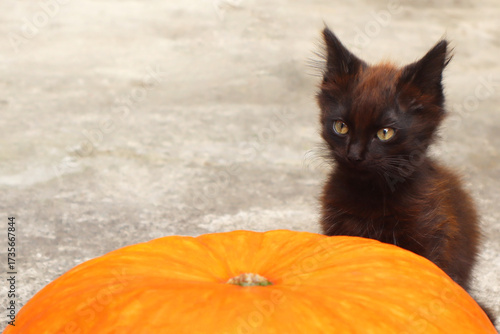 A cute black kitten sits next to a large pumpkin.