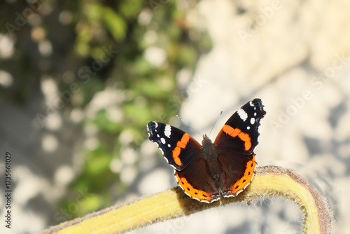 An admiral butterfly sits on a plant stem. Beauty in nature.
