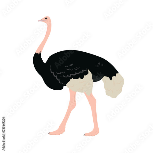 flat vector side view of an ostrich