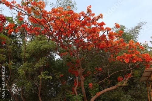 Photography Flowering tree in Hyderabad of India. Photo: April 29,  2024