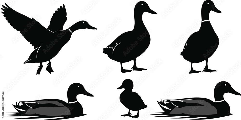 Fototapeta premium Duck silhouette set, flying duck, swimming duck, standing duck, duckling pose, black white contrast, wildlife illustration, bird design, nature art