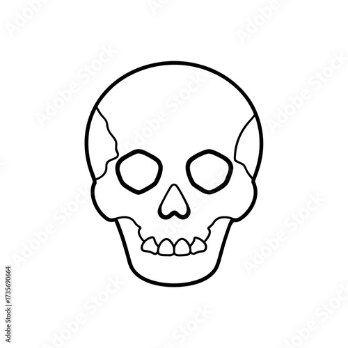Outline drawing of a skull