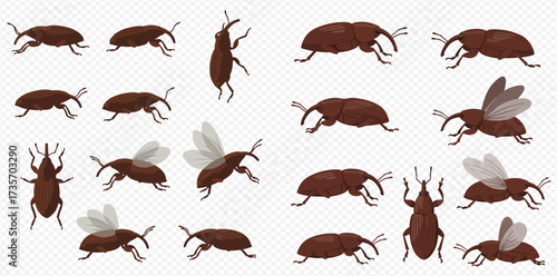 Multiple brown weevils in various poses, some with wings extended, against a transparent background.
