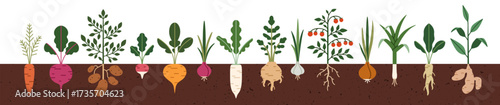 Vegetable roots in soil, underground. Farm crops, agriculture harvest, food plants growing under ground. Field carrot, beet, potato in garden bed. Flat vector illustration isolated on white background