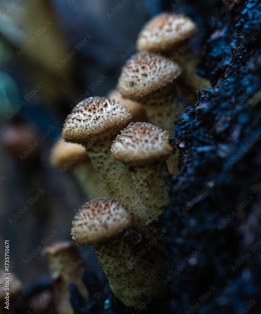 Fototapeta premium Honey fungus cluster on wood
