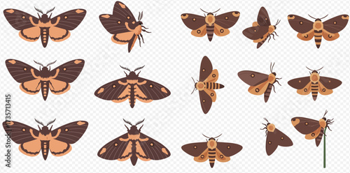 Collection of brown and tan moth illustrations in various poses on a transparent background.