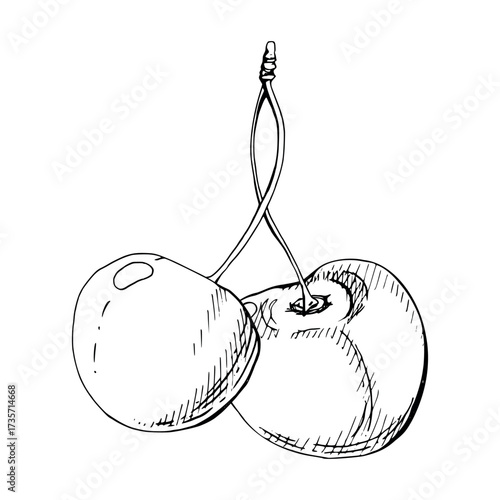 Sour sweet line cherry berries on stems, hand drawn vector ink, scattered ripe cerise drupes. Composition illustration isolated on white. For restaurant, cafe dessert menu, wedding, farmers market