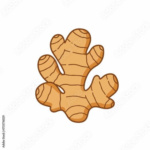 Cartoon Style Fresh Ginger Root Culinary Herb Spice Illustration