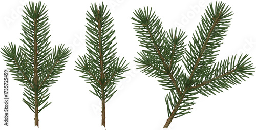 Coniferous tree branches with needle-like leaves in radial patterns for botanical illustration, plant identification, and educational nature design