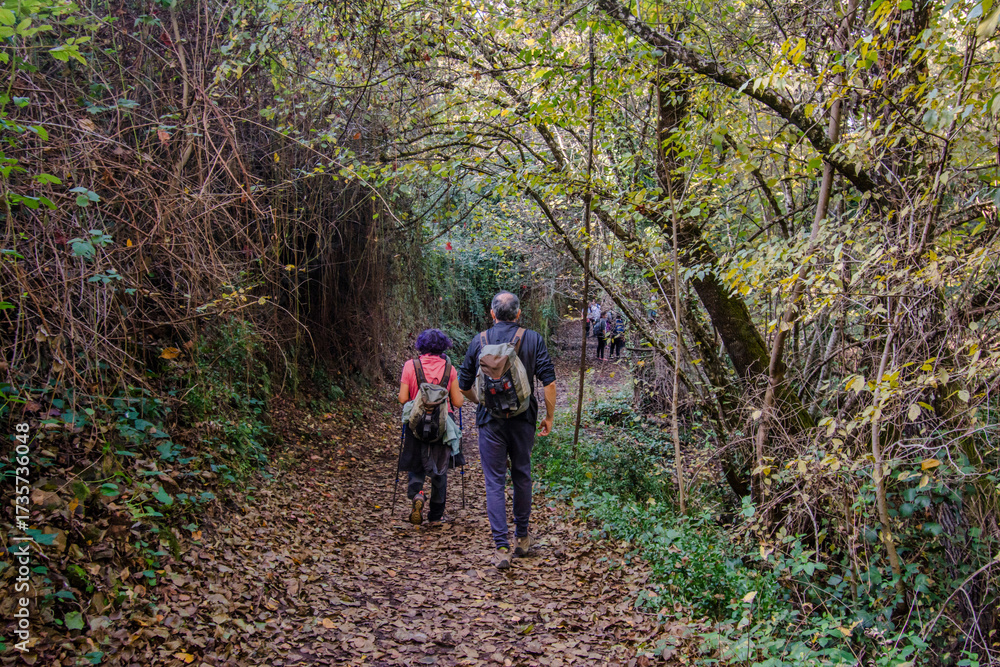 Obraz premium Group of people hiking on a natural trail covered with fallen leaves through a dense forest, enjoying outdoor activity and exploring nature during the autumn season