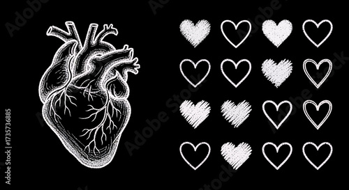 Anatomical illustration of a human heart alongside various heart-shaped outlines, all in white.