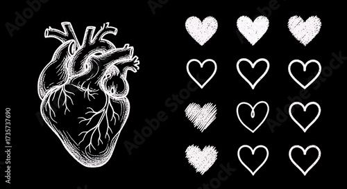Anatomical heart drawing and collection of heart shapes on black background.
