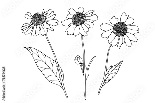 A hand-drawn black and white floral illustration. Outlines of chamomile or calendula flowers isolated on a white background.
