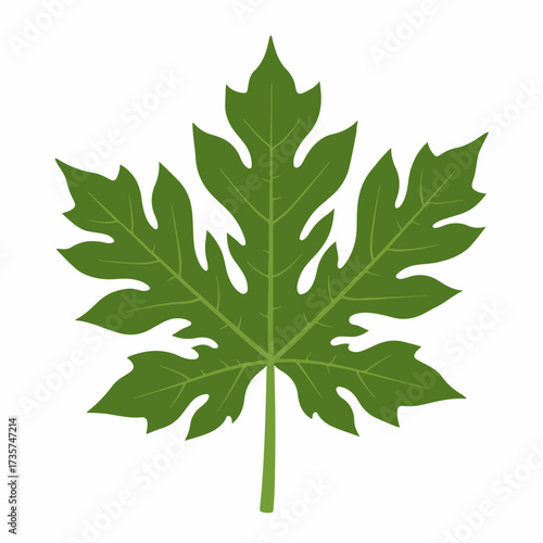 Simple Detailed Papaya Leaf Green Isolated Botanical Nature Illustration