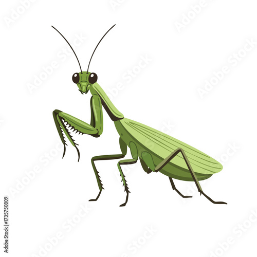 Green Praying Mantis Illustration with Detailed Body and Antennae