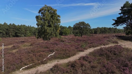 Aerial view of heathland in full bloom with forest edge