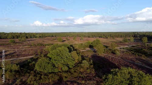 Drone footage of blooming purple heathland in the Netherlands