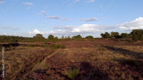 Aerial view of heathland in full bloom with forest edge