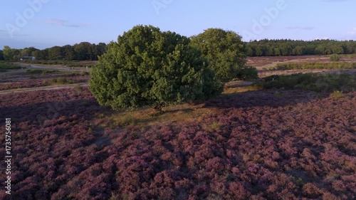 Aerial view of vibrant purple moorland and woodland in summer