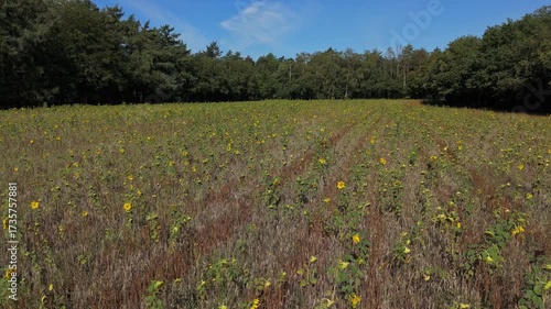 Aerial view of golden sunflower field under summer sky