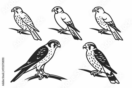 Minimalist american kestrel icon set for design projects