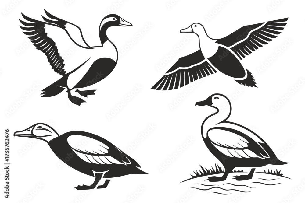 Fototapeta premium Eight minimalist common eider bird icons set