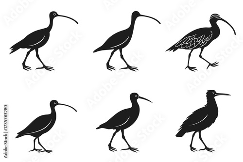 Minimalist curlew bird icon set with color variations