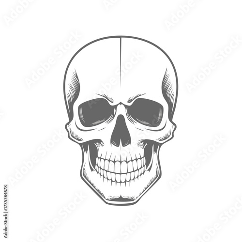 Vintage Engraved Style Human Skull Head Illustration Facing Forward Graphic Element