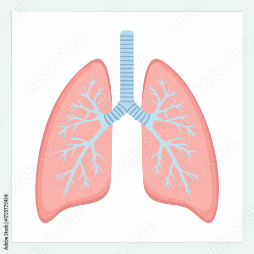 Human Respiratory System - Detailed Illustration of Lungs.