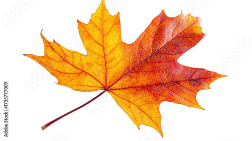 Wallpaper Mural Vibrant maple leaf displaying autumn colors against a stark design on transparent background Torontodigital.ca