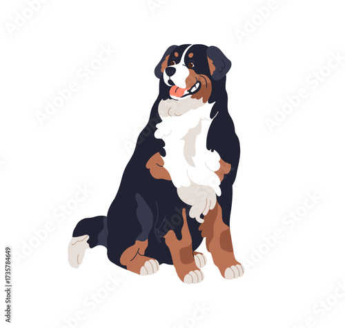 Bernese mountain dog sitting. Cute large Berner Sennenhund, Swiss shaggy canine breed. Alpine sheepdog, shepherd puppy, pedigree, seated pose. Flat vector illustration isolated on white background.