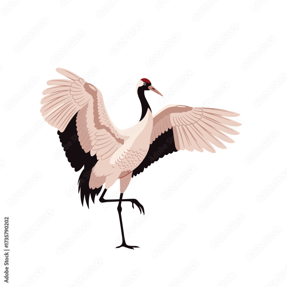Fototapeta premium A graceful red crowned crane stands on one leg with wings outstretched.
