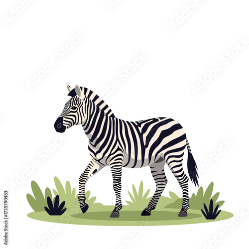 A solitary zebra walks gracefully through a grassy meadow on a clear day.