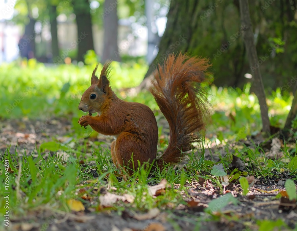 Fototapeta premium Squirrel in a park