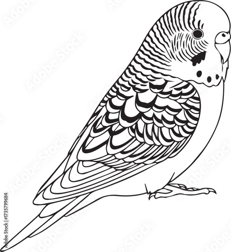 Black and White Budgerigar Illustration