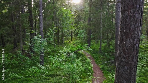 Wallpaper Mural Forest trail under sunset light symbolizes biodiversity, natural resource care Torontodigital.ca