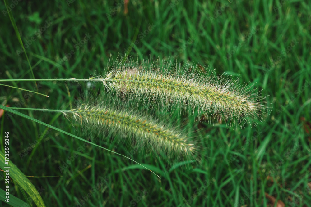 Naklejka premium Close-up of Green Foxtail Grass (Setaria Viridis) Against a Blurred Meadow Background