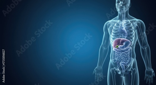 Human anatomy with liver, gallbladder, and digestive system.