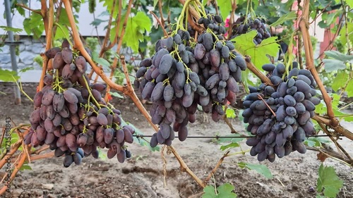 Ripe grapes hung on vineyards of grape trees. In the morning vineyard.