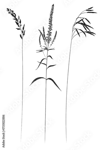 A plant of meadows and fields. A sketch of grass with a black outline and a simple design.