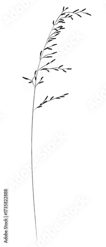 A plant of meadows and fields. A sketch of grass with a black outline and a simple design.